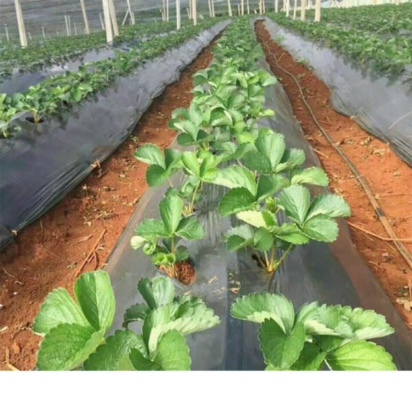 100% Biodegradable Arigiculture Film