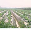 Hc417a79560b646ca840f39b46ceb1df9b.jpg Biodegradable agriculture film