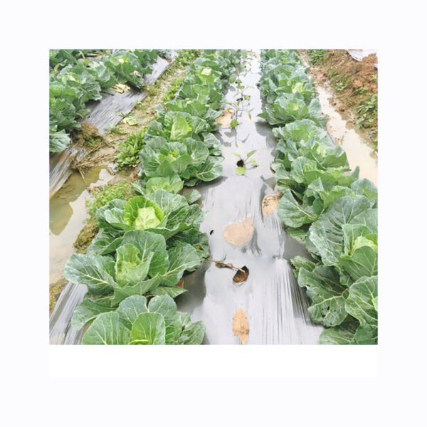 100% Biodegradable Arigiculture Film